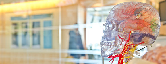 Los factores neurotróficos y el ejercicio físico y mental